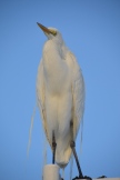 Looking up at a Great Egret